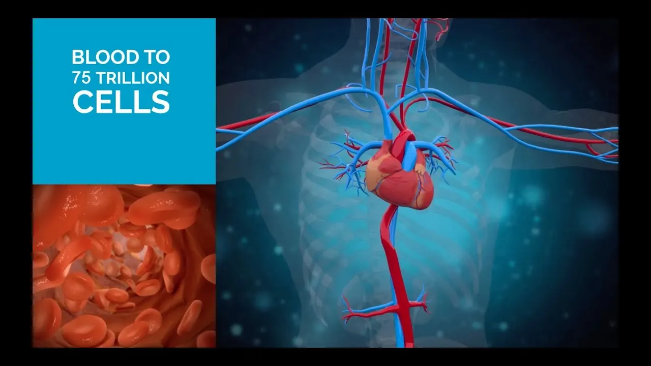 Healthcare: What happens during a heart attack?